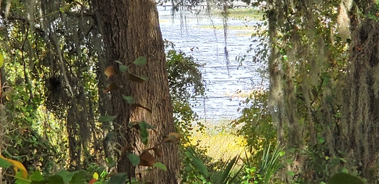 a peak at the lakefront through the trees